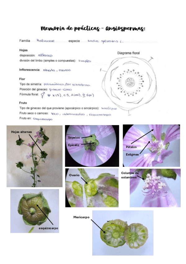 Miniatura del documento Memoria-de-practicas-semana-2.pdf