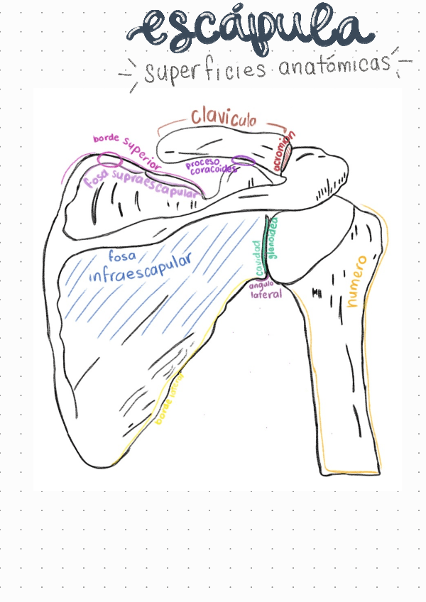 Miniatura del documento ANATOMIA-ESCAPULA.pdf