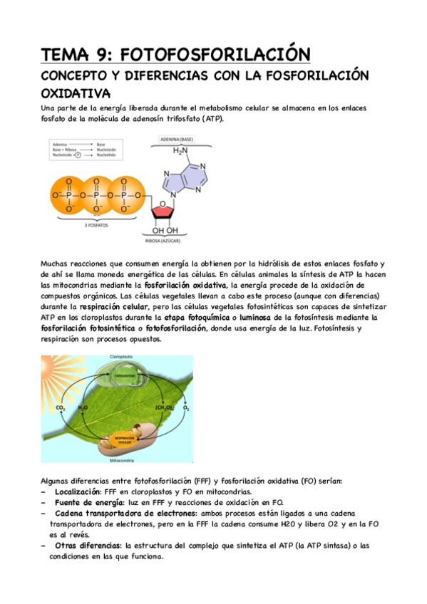 Miniatura del documento TEMA-9-FOTOFOSFORILACION.pdf