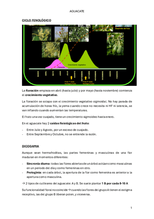 Miniatura del documento AGUACATE.pdf