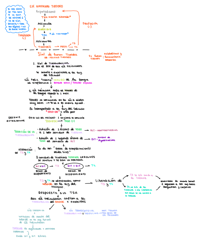 Miniatura del documento Sint-Hormona-Tiroidea-y-eje-hipofiso-tiroideo.pdf