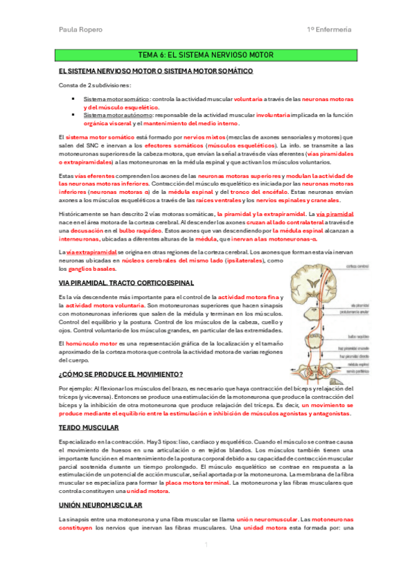 Miniatura del documento Resumen-T.6-El-sistema-nervioso-motor.pdf