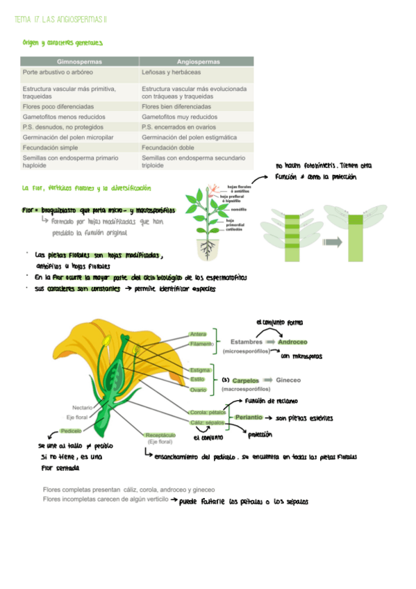 Miniatura del documento Tema17Botanica.pdf