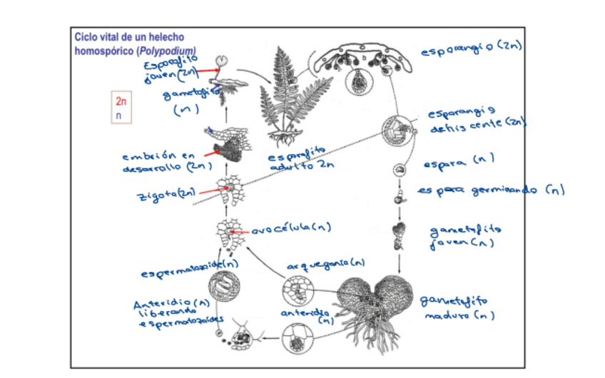 Miniatura del documento Ciclo-Helecho.pdf