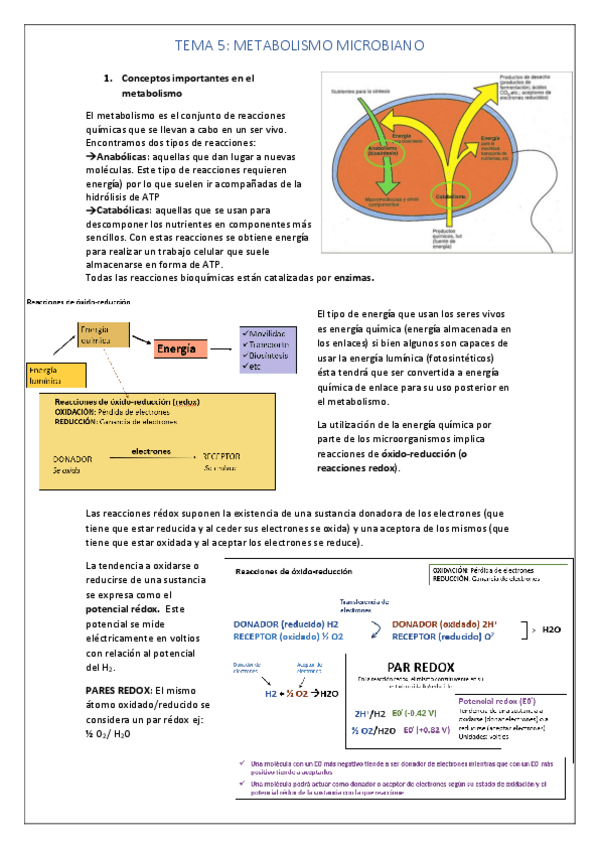Miniatura del documento TEMA 5 METABOLISMO MICROBIANO.pdf