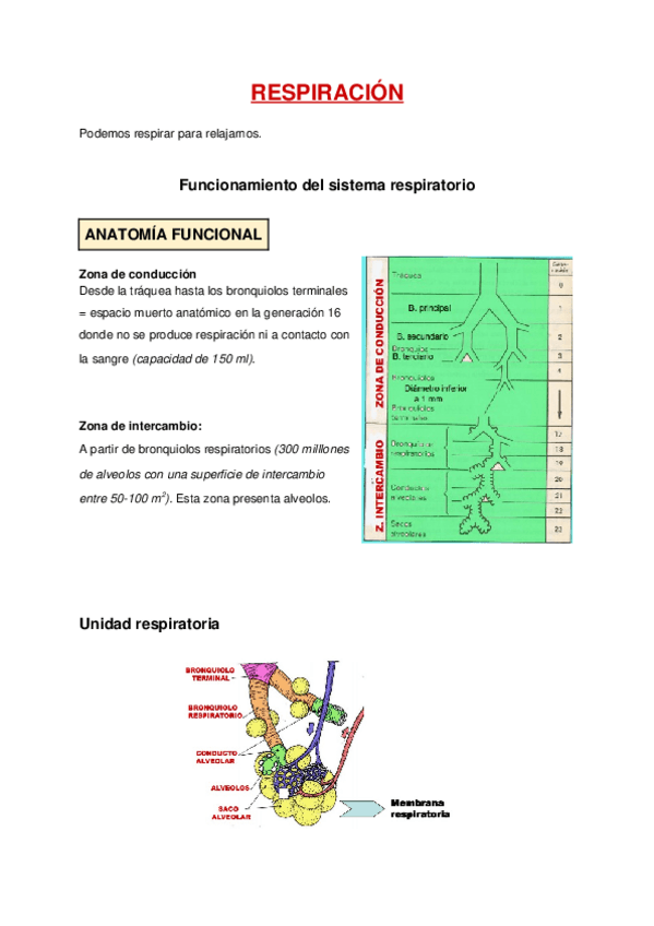 Miniatura del documento Respiración.docx