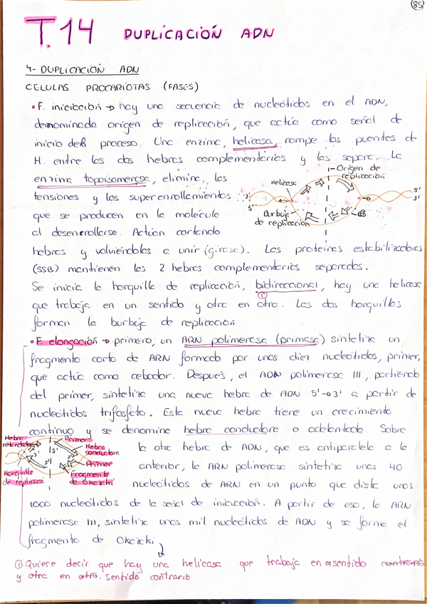 Miniatura del documento Tema-14-Duplicacion-ADN.pdf