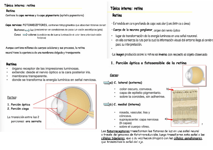 Miniatura del documento TEMA-7-Y-8-TUNICA-INT.pdf