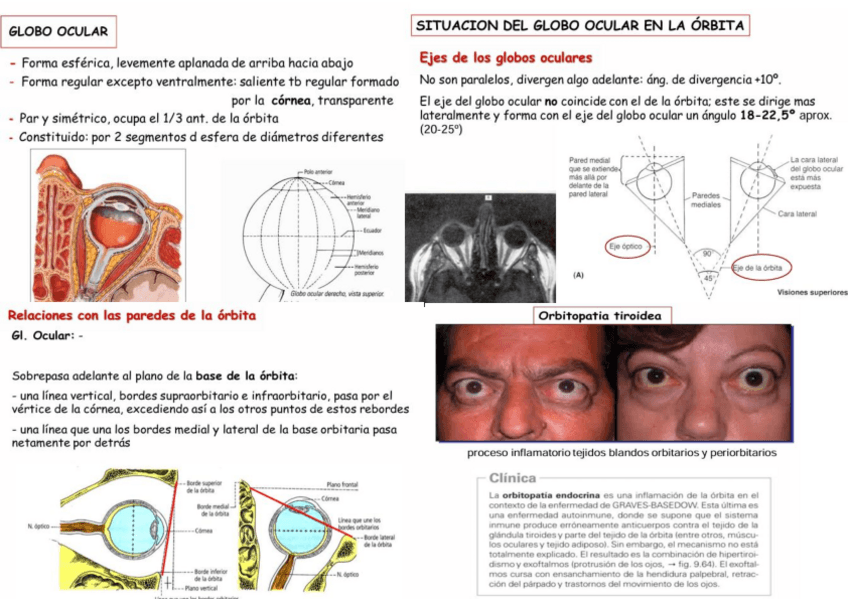 Miniatura del documento TEMA4-GLOBO-OCULAR.pdf
