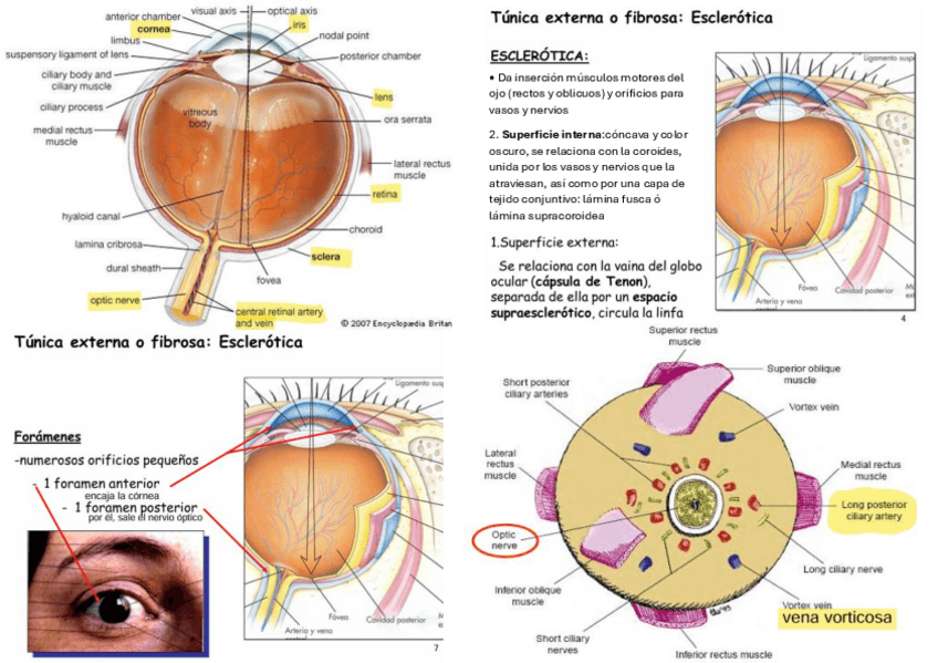 Miniatura del documento TEMA5-TUNICA-EXT.pdf