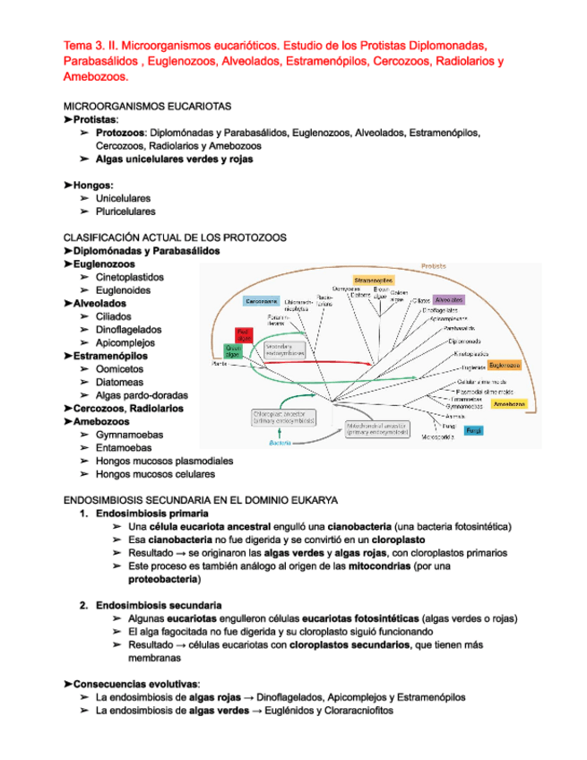 Miniatura del documento Tema-3.-Microorganismos-eucarioticos.pdf