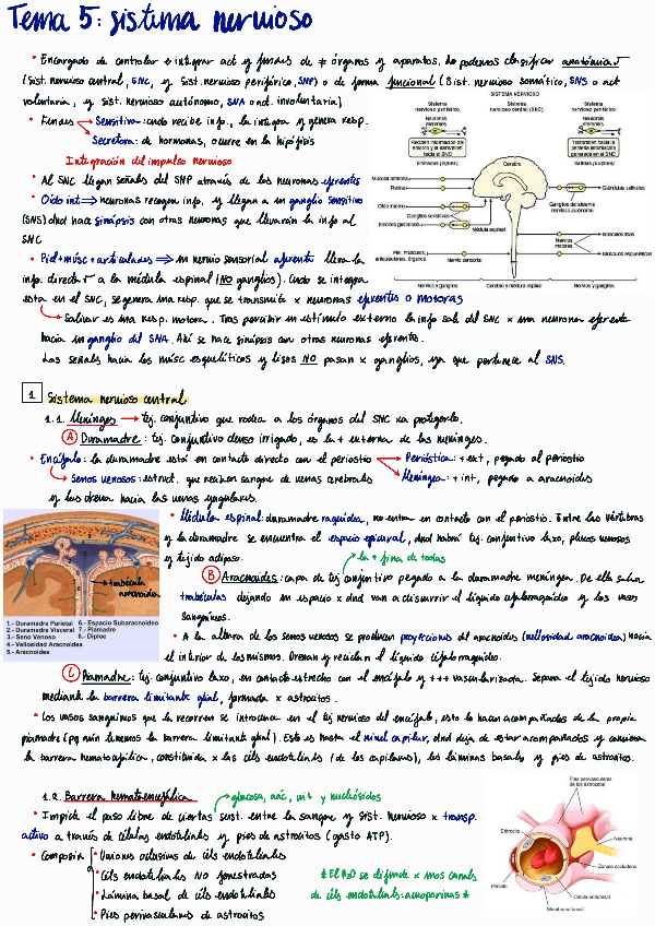 Miniatura del documento Tema-5-Sistema-nervioso.pdf