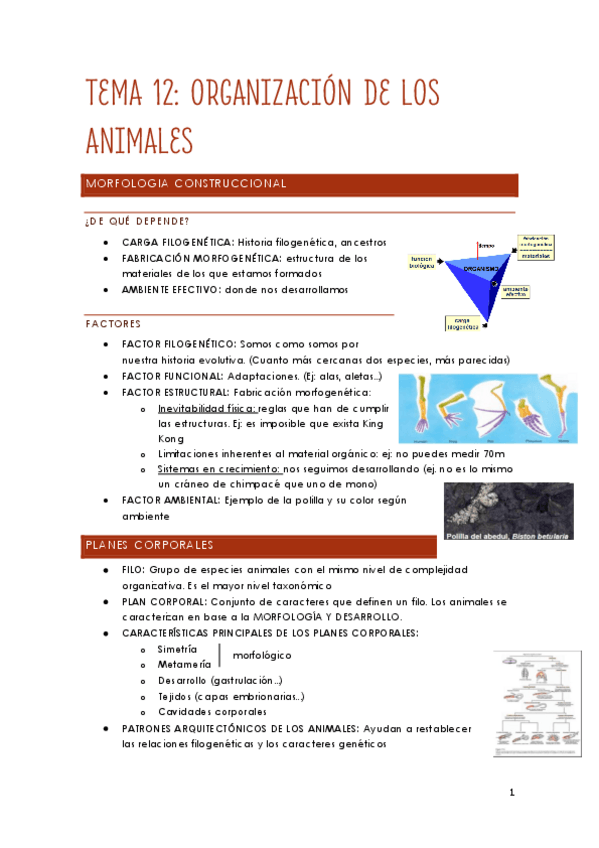 Miniatura del documento TEMA-12-diversidad.pdf