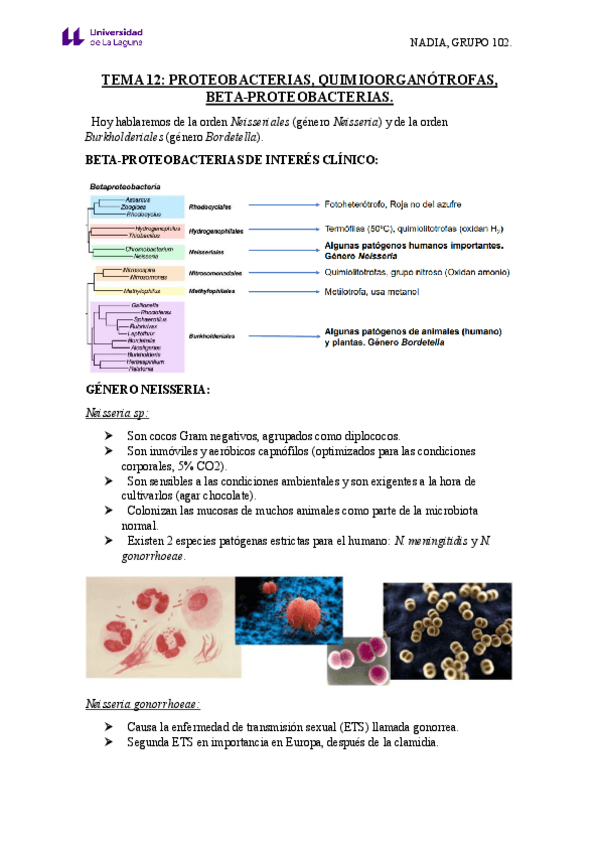 Miniatura del documento TEMA-12J-MICROBIOLOGIA-2J-GONORREA-Y-MENINGITIS.pdf