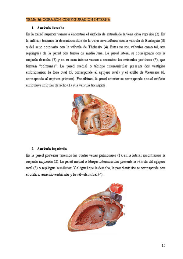 Miniatura del documento TEMA-36-CORAZON.-CONFIGURACION-INTERNA.pdf