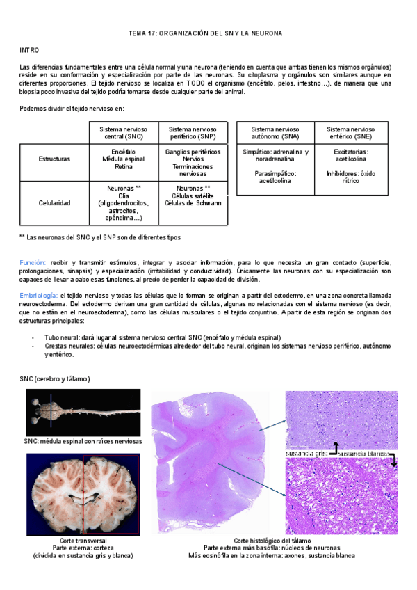 Miniatura del documento 1º parcial Neurohistologia.pdf