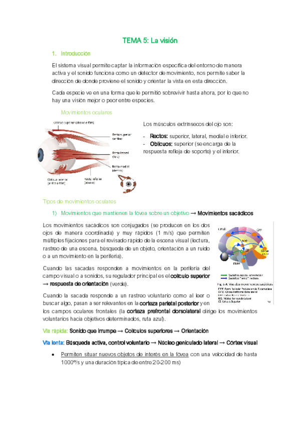 Miniatura del documento Neuro-T5.pdf
