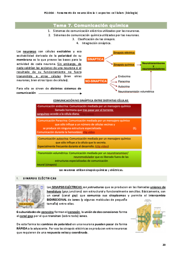 Miniatura del documento tema-7-fundamentos-de-neurociencia.pdf