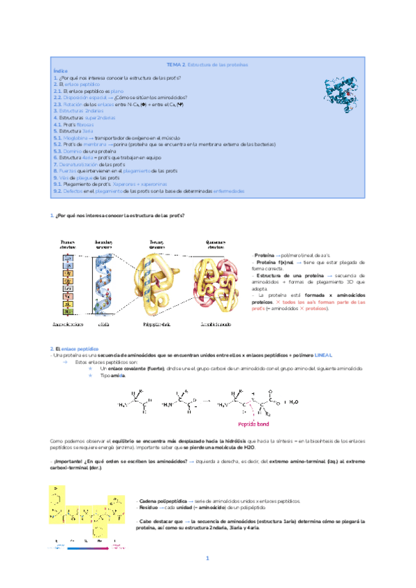 Miniatura del documento TEMA-2.-ESTRUCTURA-DE-LAS-PROTEINAS.pdf