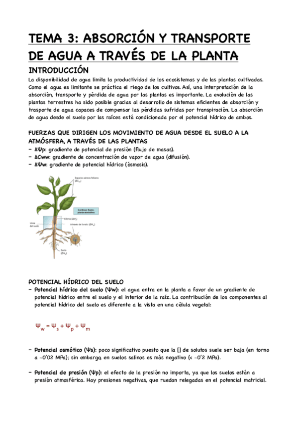 Miniatura del documento TEMA-3-ABSORCION-Y-TRANSPORTE-DE-AGUA-A-TRAVES-DE-LA-PLANTA.pdf