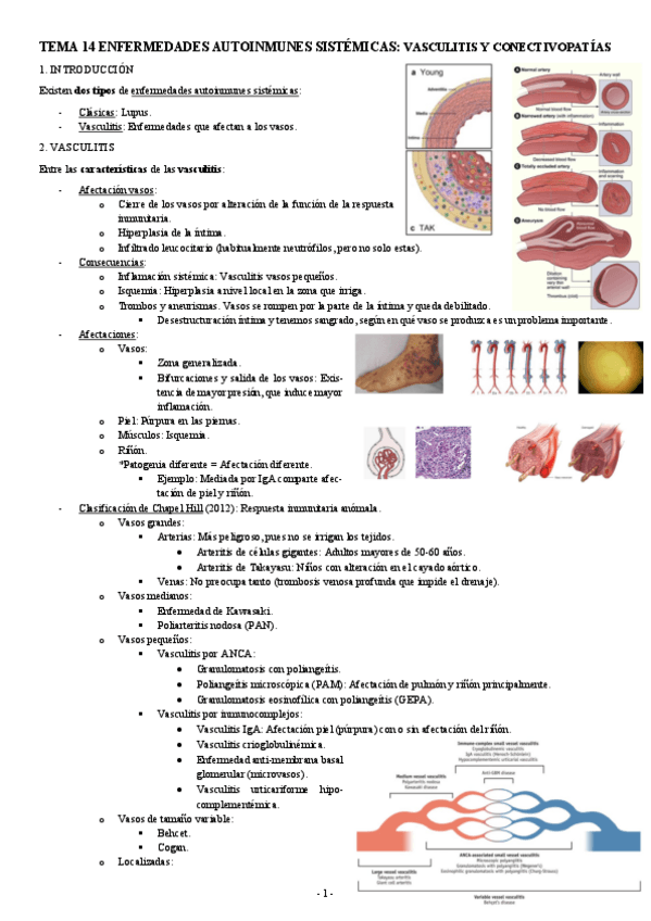 Miniatura del documento INMUNOPATOLOGIA-TEMA-14-ENFERMEDADES-AUTOINMUNES-SISTEMICAS-VASCULITIS-Y-CONECTIVOPATIAS.pdf