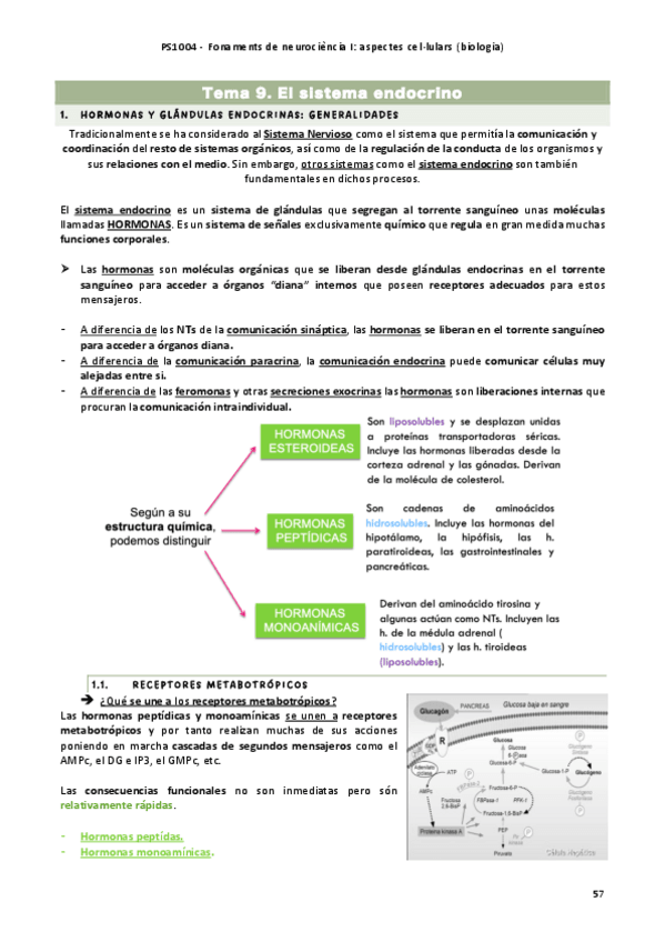 Miniatura del documento tema-9-neuro-1.pdf