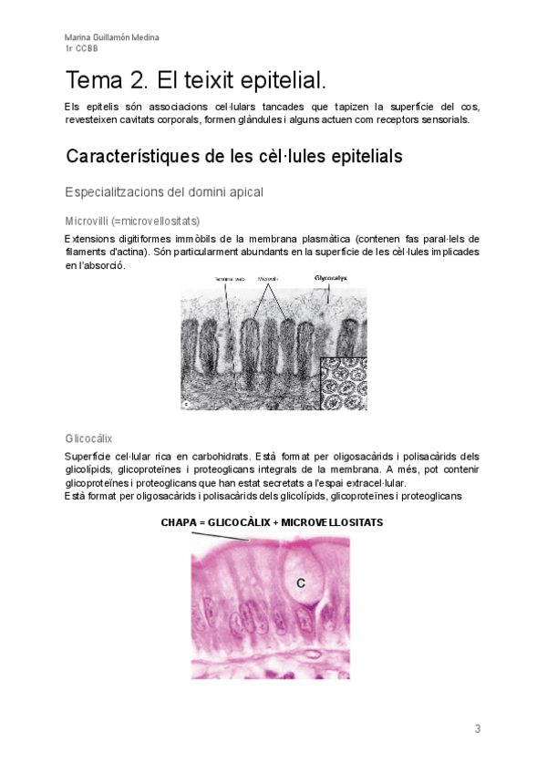 Miniatura del documento Tema-2-Teixit-epitelial.pdf