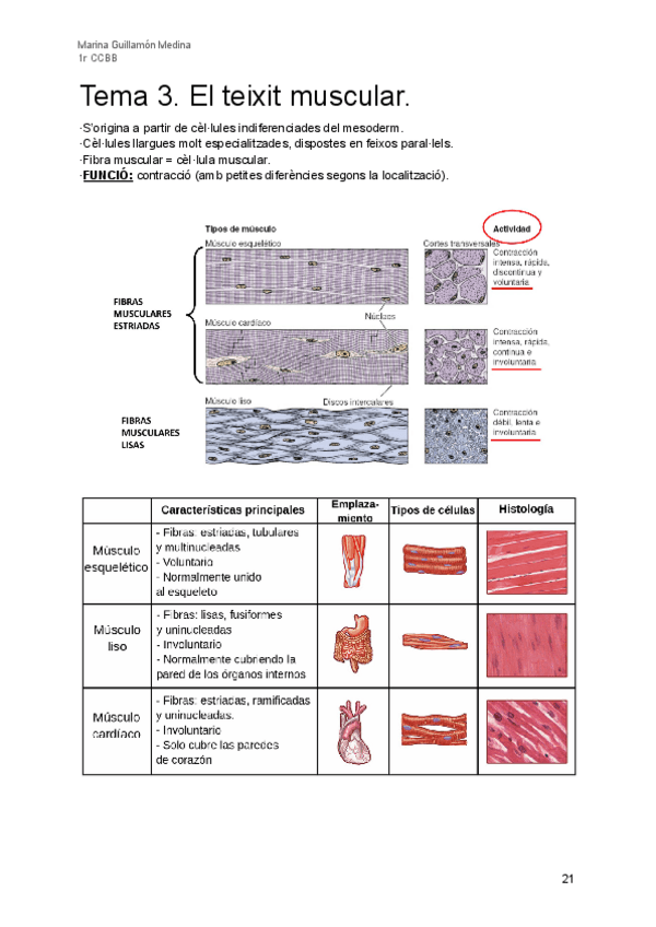 Miniatura del documento Tema-3-Teixit-Muscular.pdf