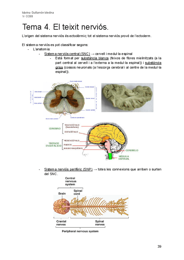 Miniatura del documento Tema-4-Teixit-nervios.pdf
