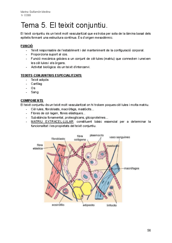 Miniatura del documento Tema-5-Teixit-conjuntiu.pdf