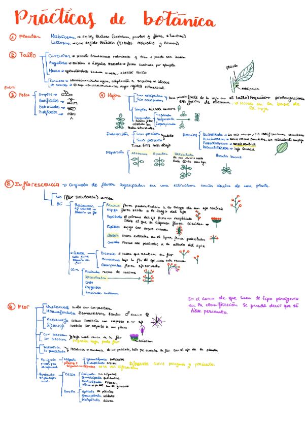 Miniatura del documento Practicas-de-botanica.pdf