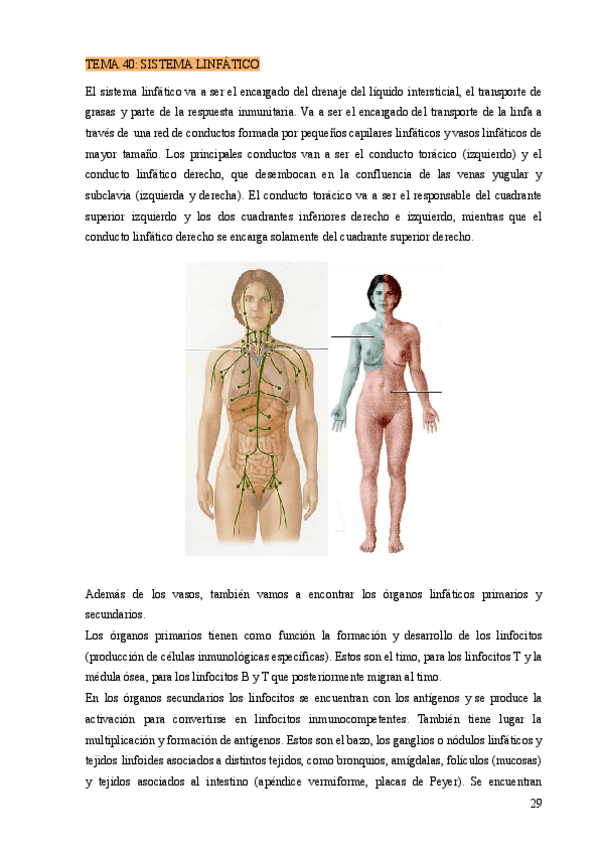 Miniatura del documento TEMA-40-SISTEMA-LINFATICO.pdf