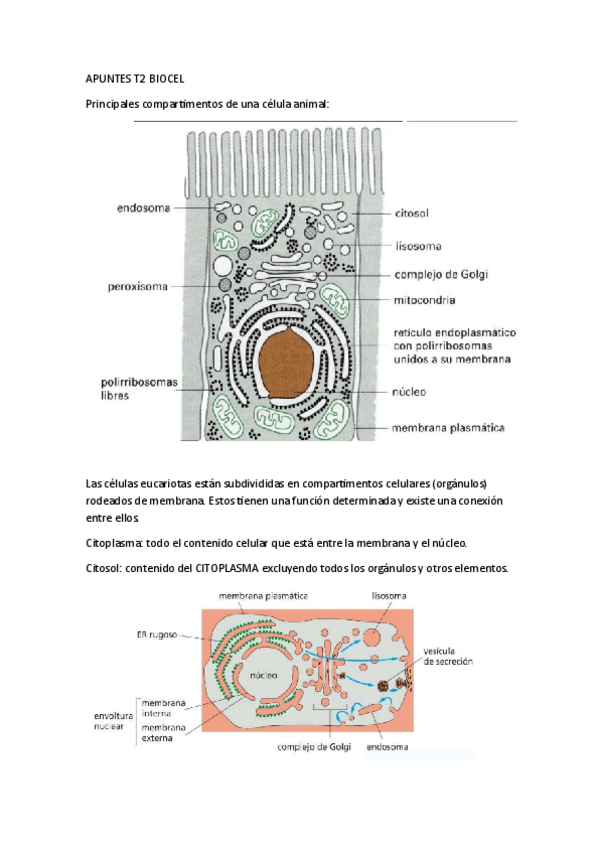Miniatura del documento T2BioCel.pdf