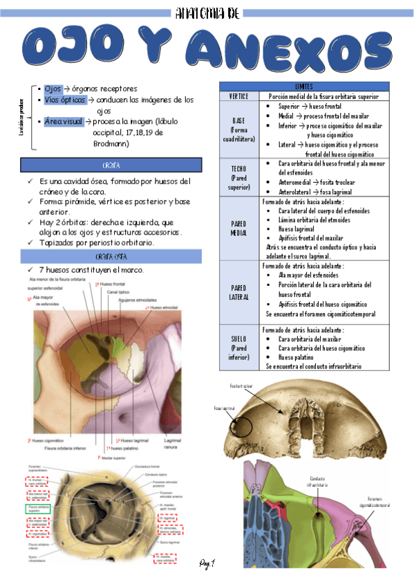 Miniatura del documento ANATOMIA-DEL-OJO.pdf