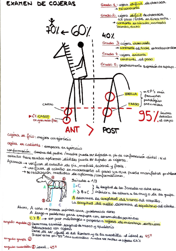 Miniatura del documento Examen-de-cojeras.pdf