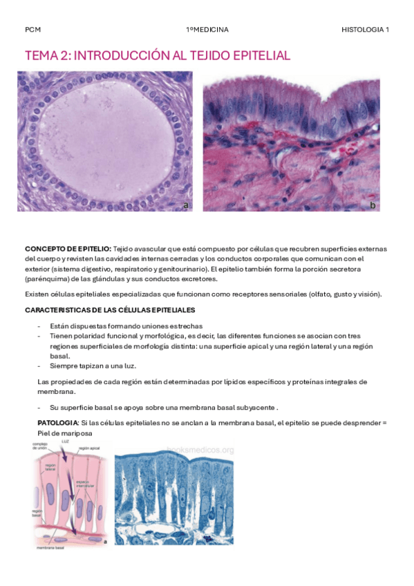 Miniatura del documento TEMA-2-EPITELIO.pdf