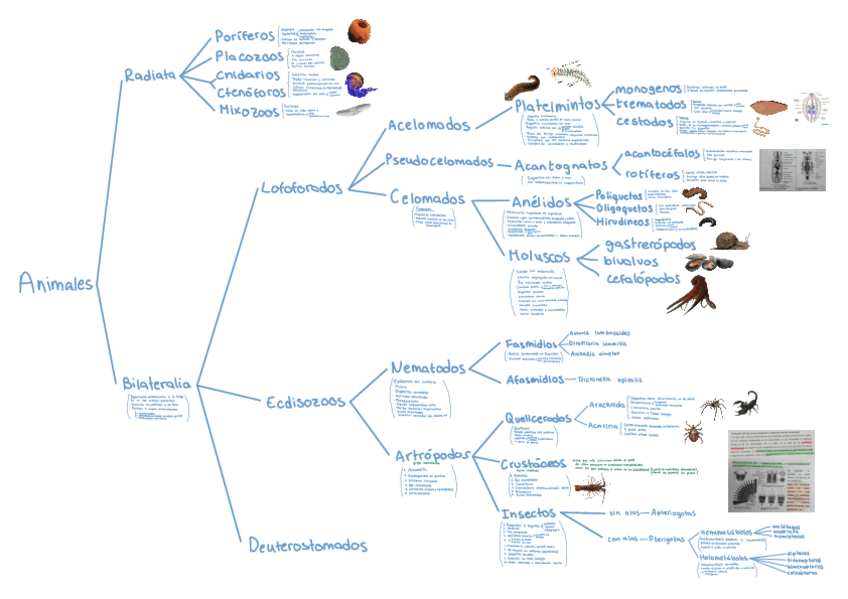 Miniatura del documento Gigaesquema-BioGeneral.pdf