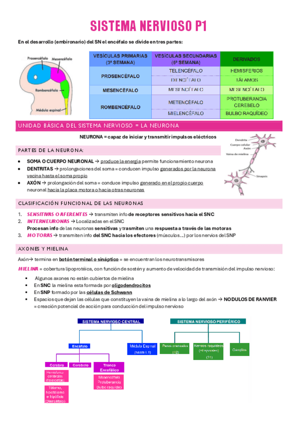 Miniatura del documento SISTEMA-NERVIOSO-P1-ANATO.pdf
