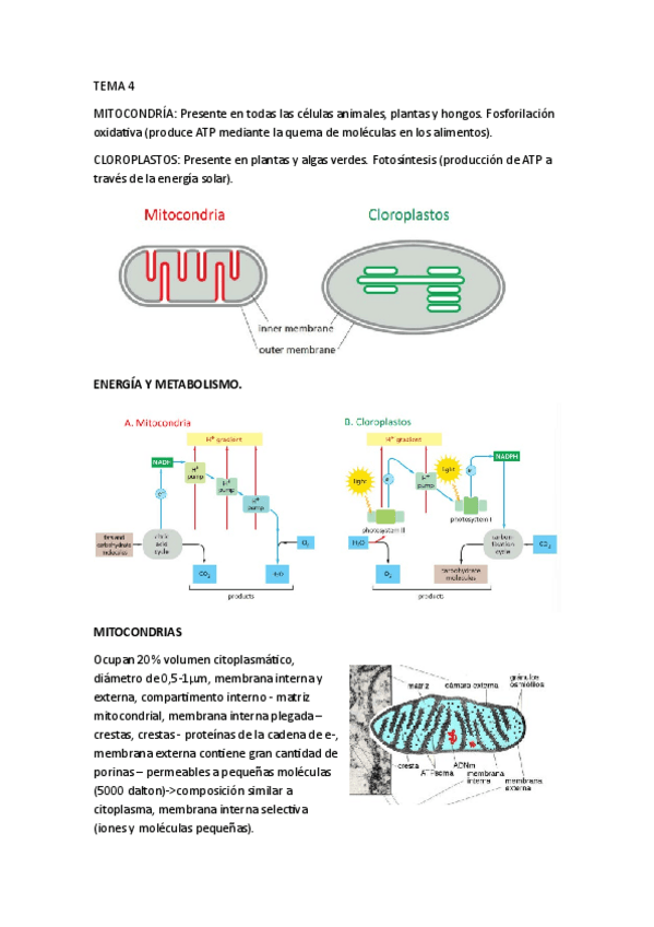 Miniatura del documento T4BioCel.pdf