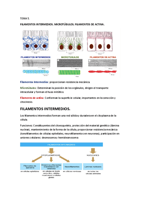 Miniatura del documento Tema5BioCel.pdf