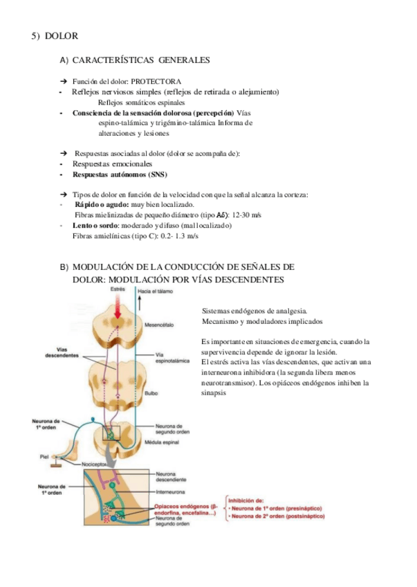 Miniatura del documento BLOQUE-II-Sisterma-nervioso-parte-2.pdf