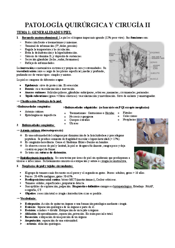 Miniatura del documento Apuntes-ciru-II.pdf
