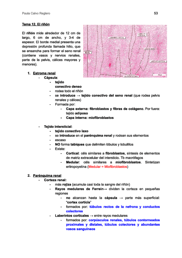 Miniatura del documento Histo-II-PARTE-2.pdf