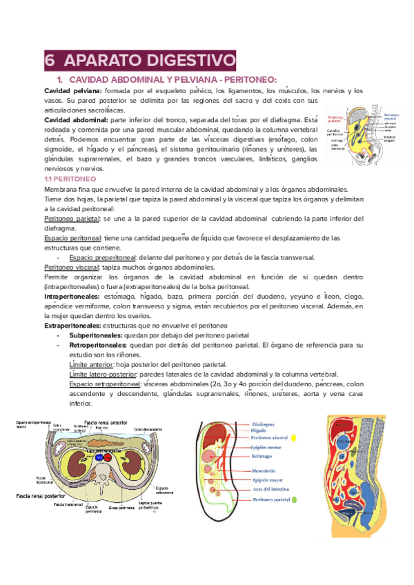 Miniatura del documento UT6-APARATO-DIGESTIVO.pdf