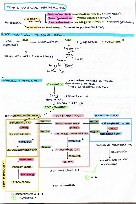 Miniatura del documento Resumen-fisio-3.pdf