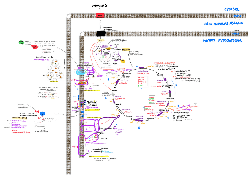 Miniatura del documento esquema-T2-fase-comun.pdf