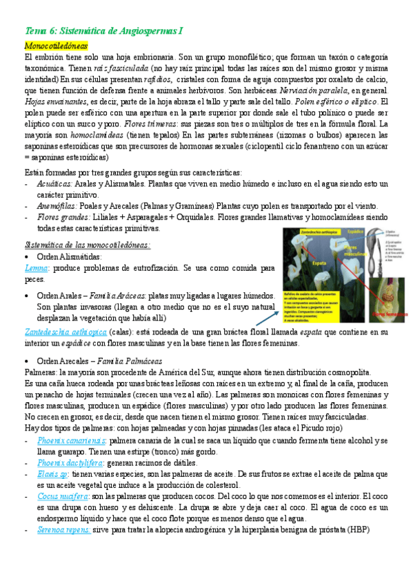 Miniatura del documento Sistemática de Angiospermas - Monocotiledóneas.pdf