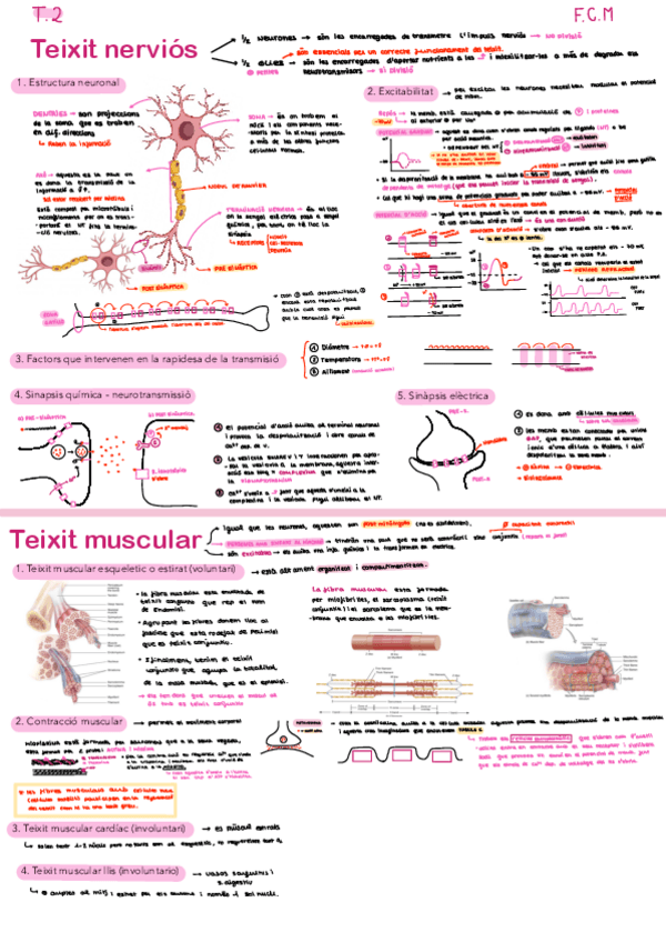 Miniatura del documento T.2-Tipus-de-teixits.pdf