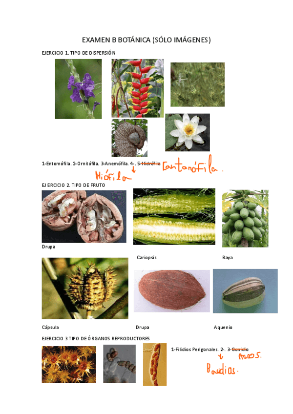 Miniatura del documento EXAMEN-B-BOTANICA.docx.pdf