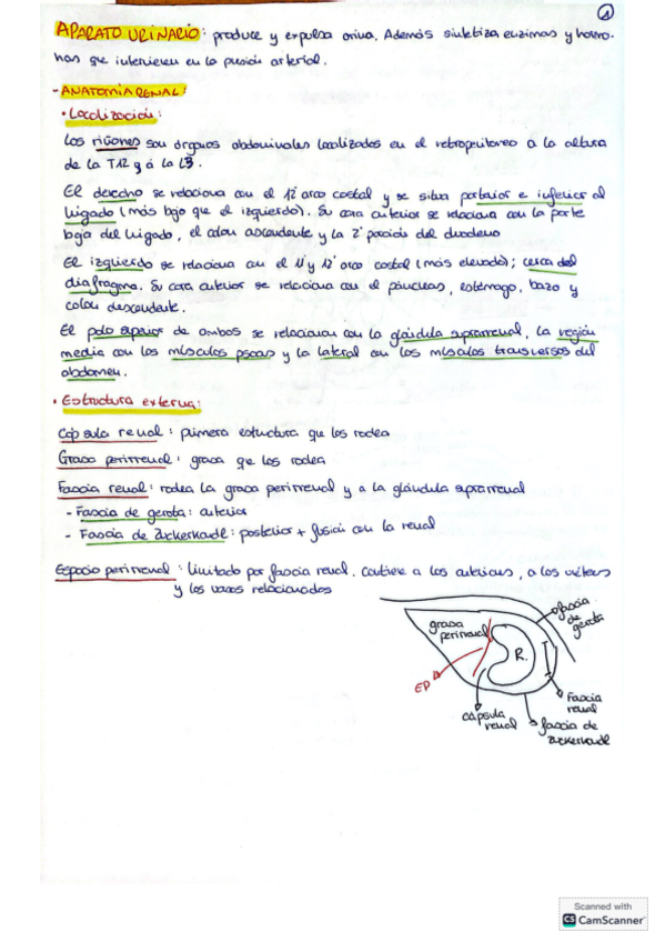 Miniatura del documento UT6-APARATO-URINARIO.pdf